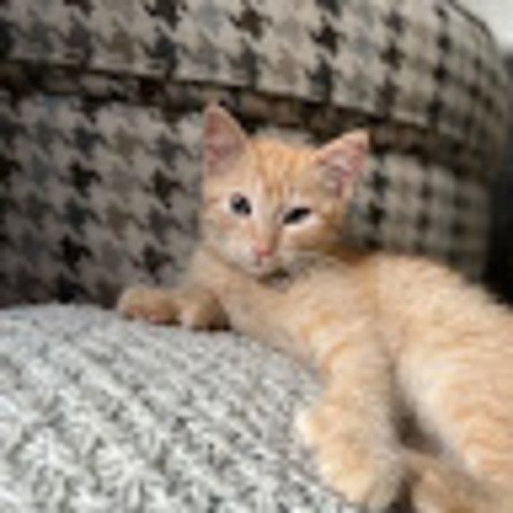 Meet your Posher, David - Picture 1 of 1